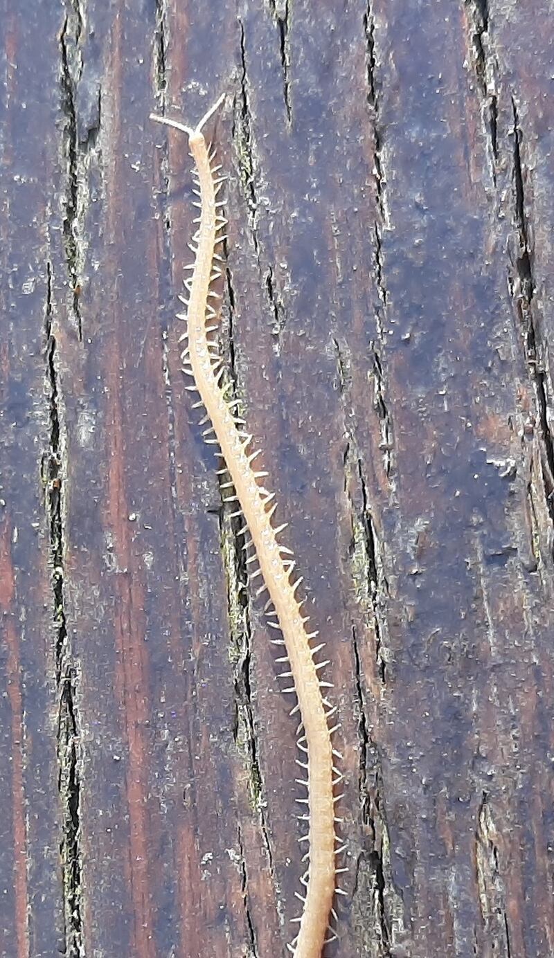 A snake millipede spotted in Co Cork.