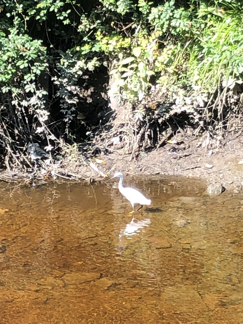 Little egret