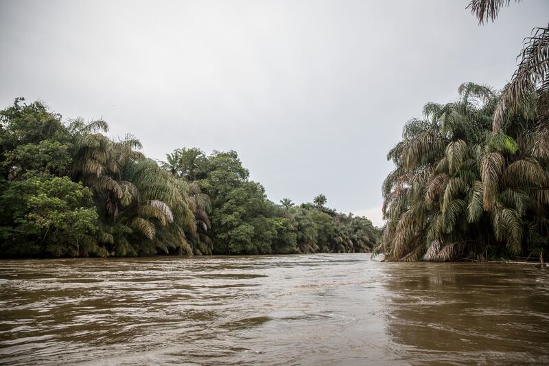 Tiwai Island is located on the Moa river, southeast Sierra Leone. Photograph: Sally Hayden