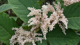 ‘I think I see Japanese knotweed growing next door. What should I do?’