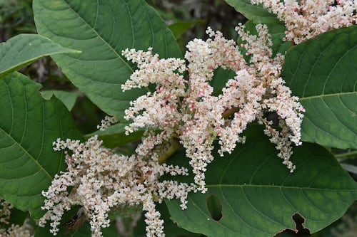‘I think I see Japanese knotweed growing next door. What should I do?’