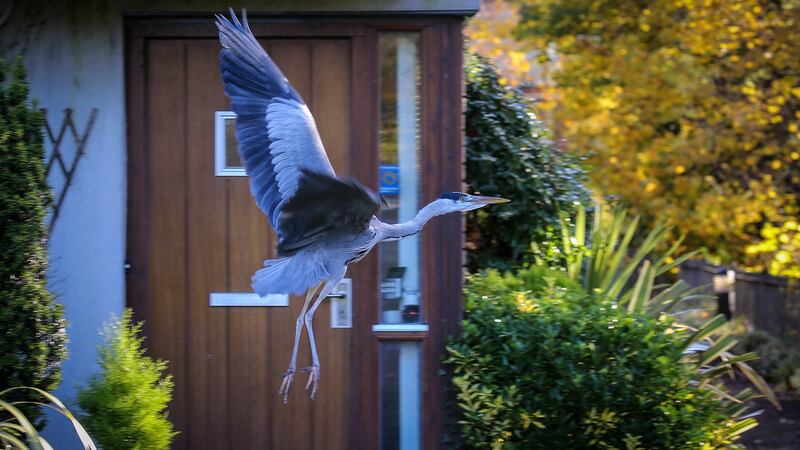 A heron in the garden of a riverside house in Chapelizod. Photograph Crispin Rodwell