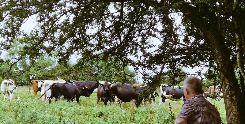 Herbert Farrell, organic farmer and principal of Ballymahon NS in Co Longford,  surveys his herd of rare breed of Droimeann cattle grazing on Inchcleraun Island in the middle of Lough Ree, on the river Shannon, which he opened to the public on Water Heritage Day in 2023