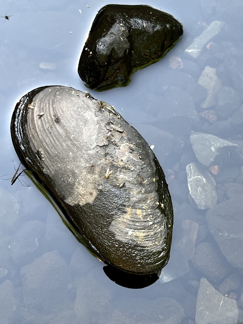 Pearl mussels. Photograph supplied by Eleanor Cunney