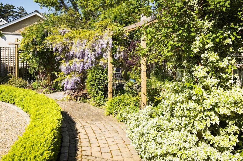 Wisteria patio