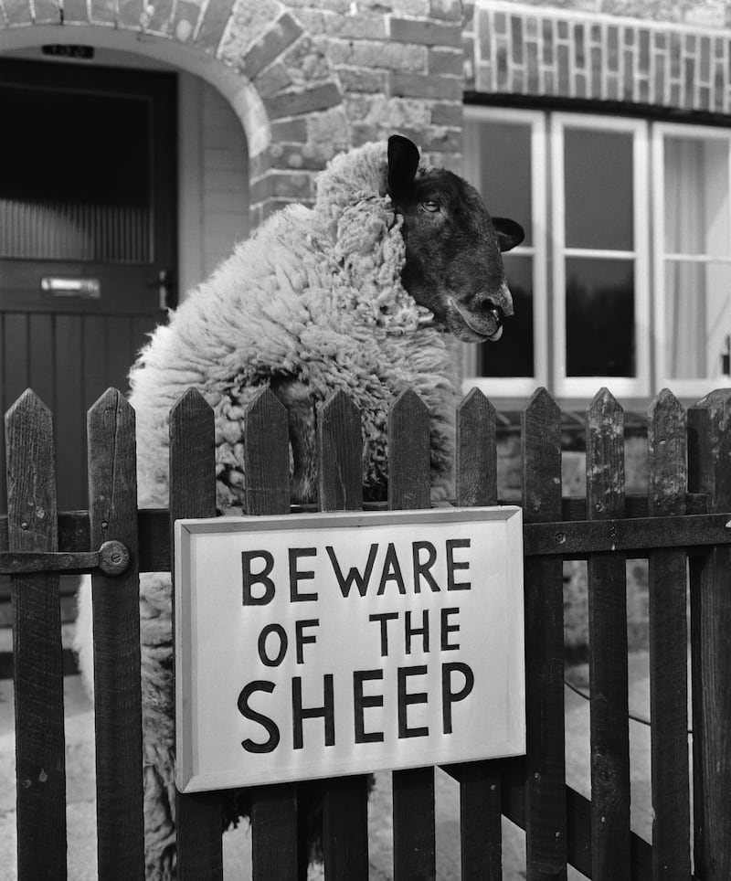 Matt Williams learned about resilience and decision making as a boy during tackling exercises with family sheep. Photograph: Cole/BIPs/Getty Images