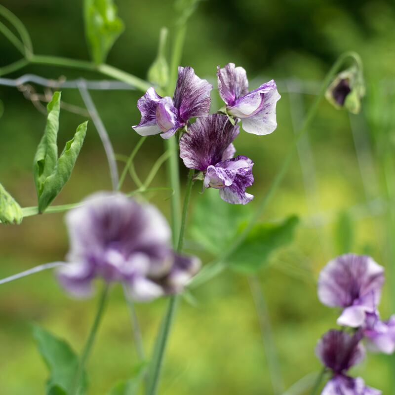 Sweet Pea flowering in Fionnuala Fallon’s flower farm. Photograph: Richard Johnston