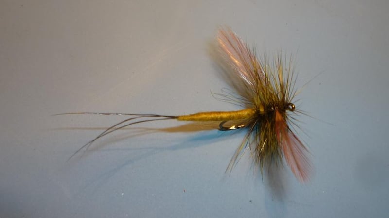 The olive mayfly