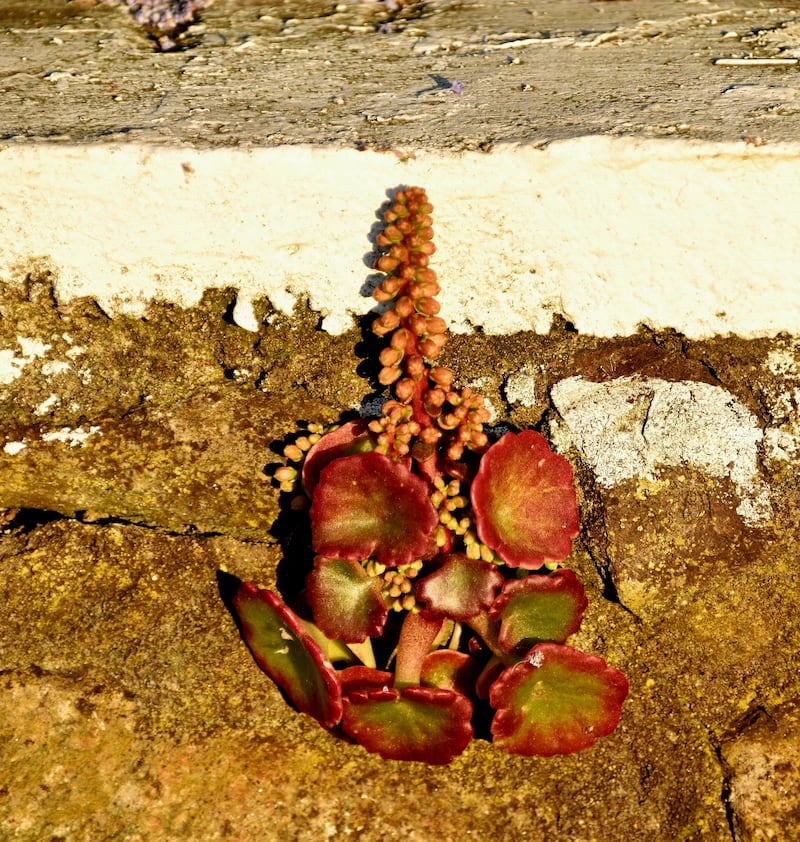 Navelwort. Photograph supplied by Larry Dunne