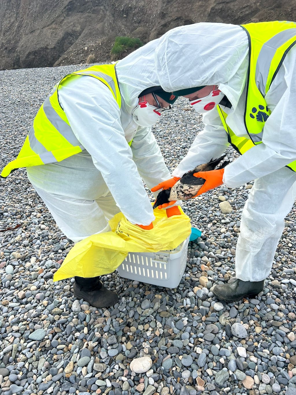 Areas such as Greystones, Brittas Bay, Newcastle Beach, Wicklow Town, and Curracloe Beach, among others have been largely affected by the oil spill. Photograph: Kildare Wildlife Rescue
