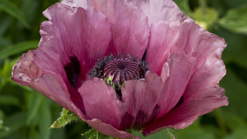 Oriental poppies  combine very well with alliums. Photograph: iStock