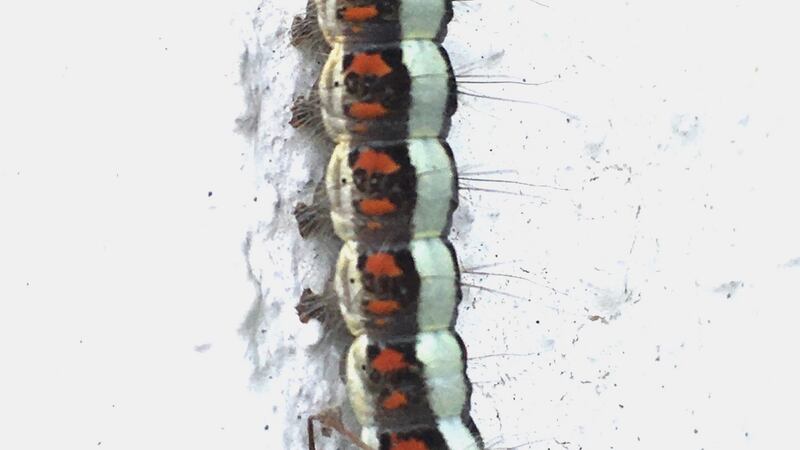 Caterpillar of the grey dagger moth
