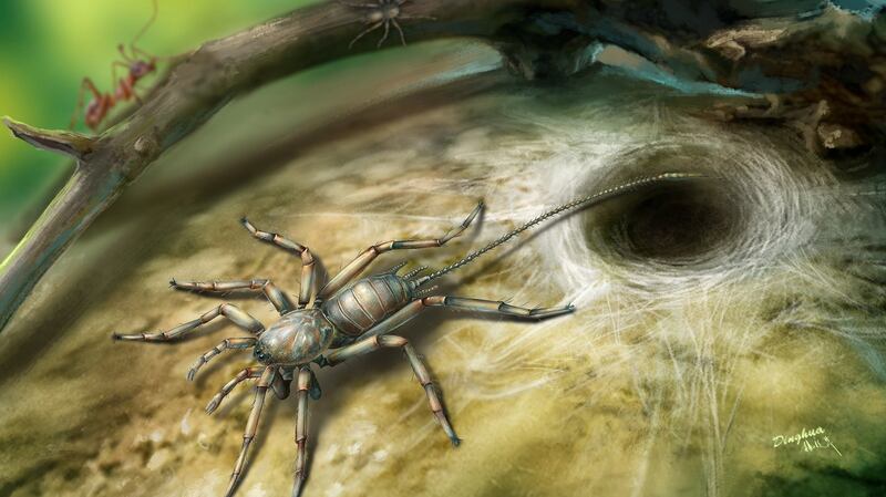 Chimerarachne yingi, found trapped in a 100 million year old amber from Myanmar. Illustration: Dinghua Yang/University of Kansas