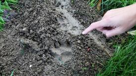 Hello kitty: Elusive Paris feline is not a tiger