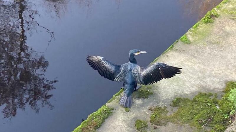 Cormorants