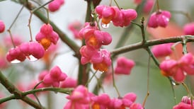 Berry good: Fight the flu or fill a vase with these autumn berries