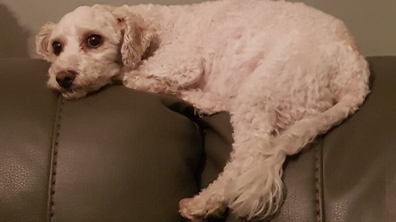 Roxie the dog. She enjoys simple things, such as the dog lead, and protecting the house from blackbirds and cats