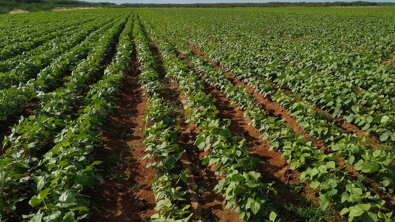 Mung beans under cultivation in Tana River County. Photo: Jared Onsongo/Concern Worldwide
