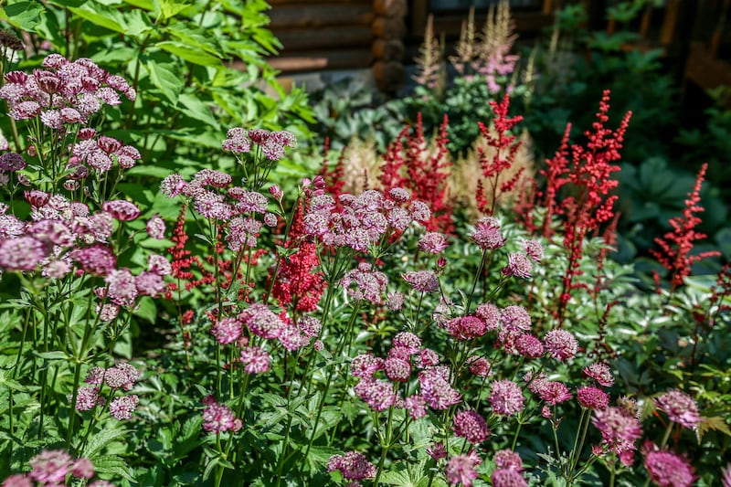 Astrantia japonica. Photograph: Getty