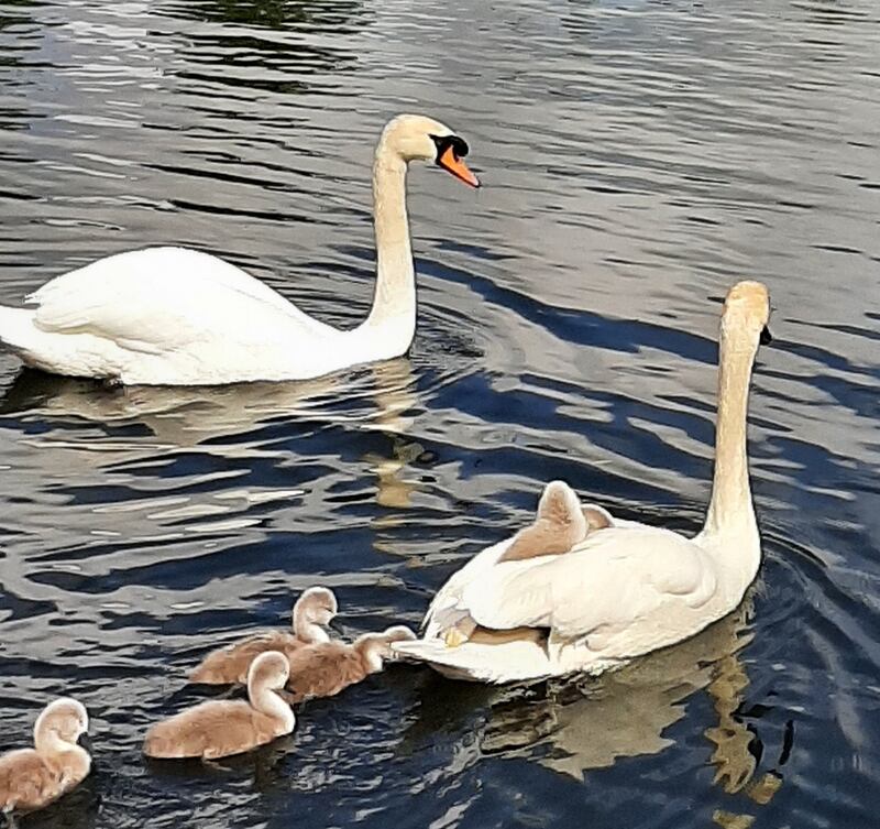 Swans and cygnets