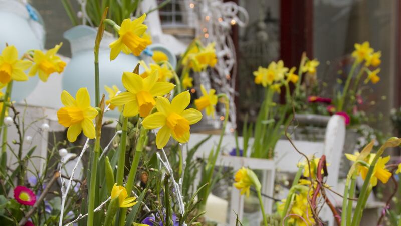You can temporarily replant daffodils that have finished flowering in an out-of-the-way spot in your garden to allow the foliage to naturally die back to ground level over the coming weeks, before lifting the bulbs and storing them in a cool, dry shed to use this autumn.