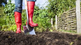 Why is it so hard to find an allotment in Ireland?