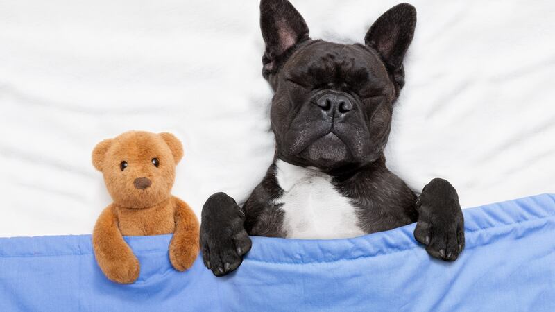 The average adult over 45 years needs about seven rather than eight hours of sleep