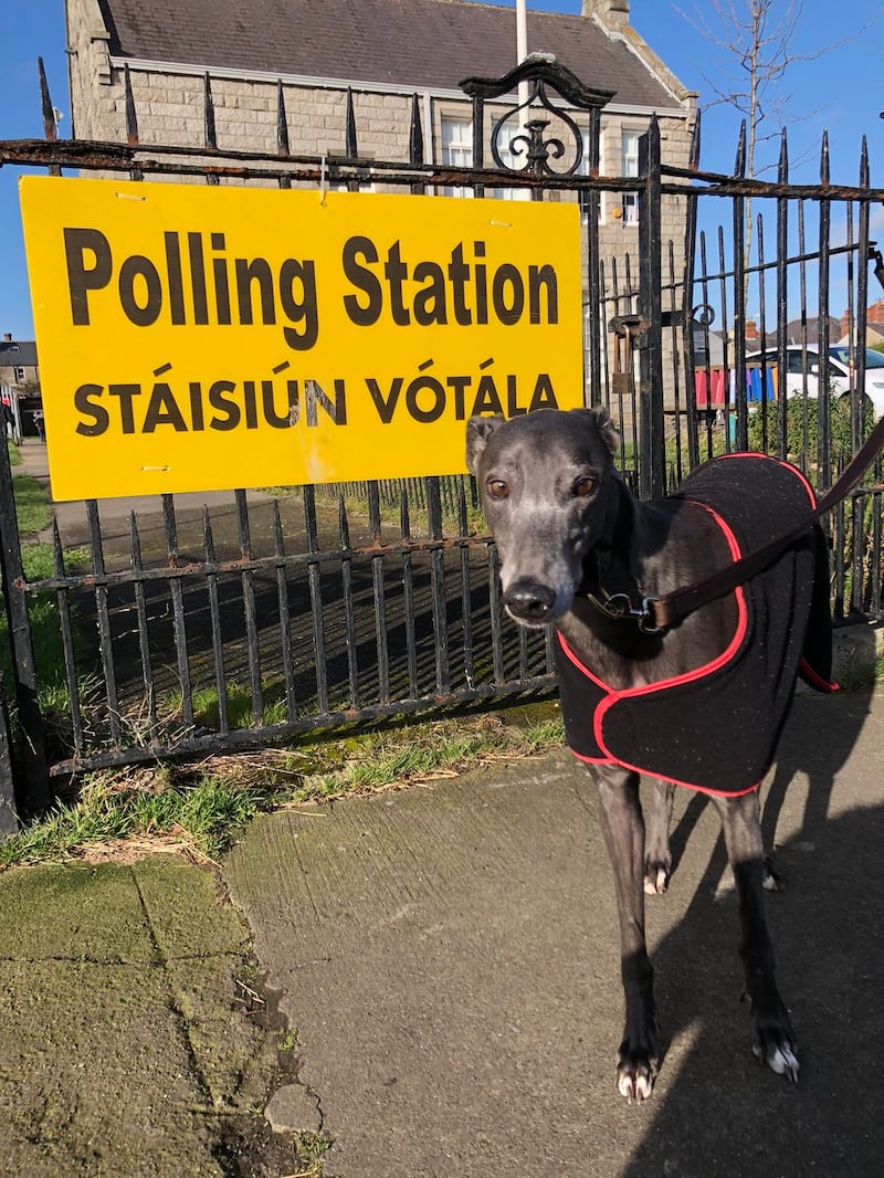 Blue the greyhound poses for the camera at a Dublin polling station. His first past the post days are long behind him. Photograph: David Cochrane