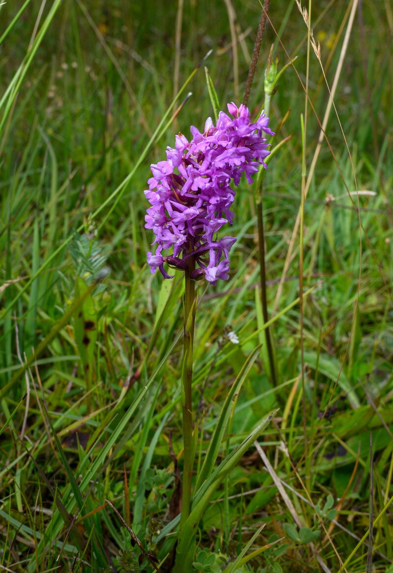 The fragrant orchid, one of the many of orchid species found on the Lough Carra complex. Photograph: Michael McLaughlin