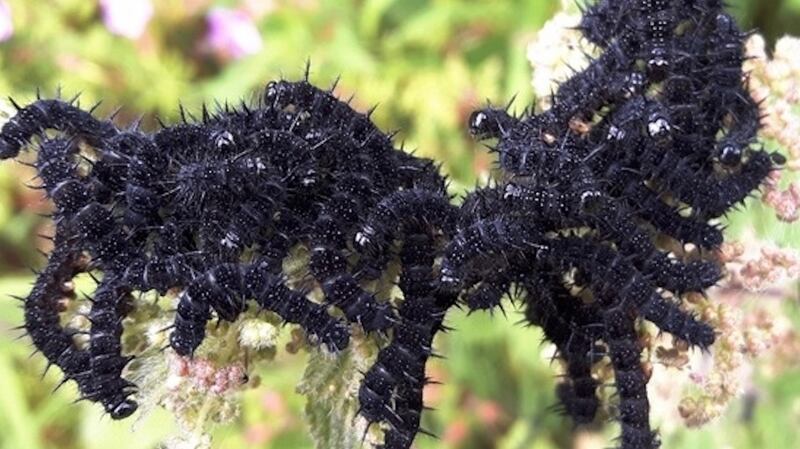 Peacock butterfly caterpillars