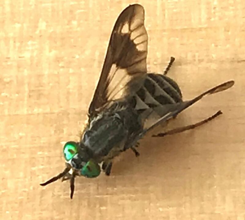 Twin Lobed Deerfly