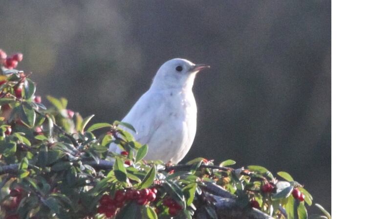 An albino blackbird