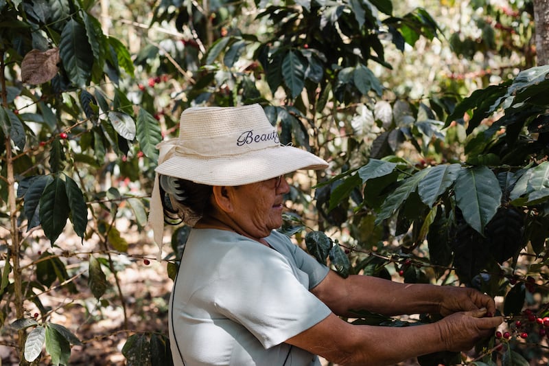 Coffee harvesting remains a highly labour-intensive industry in which many of those farm workers are women from traditional communities where they marry young and don't always have control of their own finances