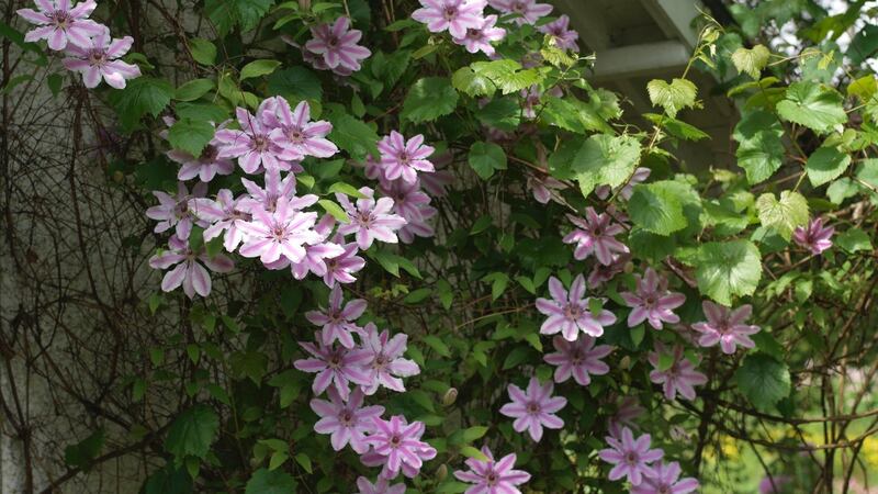 The early large-flowered clematis ‘Nelly Moser’ is one of the stars of the June garden. Photograph:  Richard Johnston