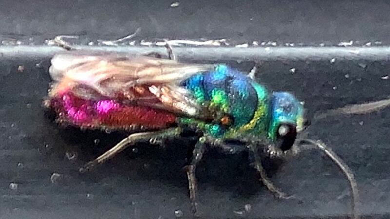 Ruby-tail wasp