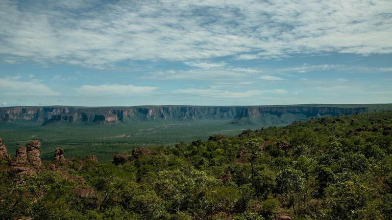 The scale of international agricultural demand – notably for beef and soya – is driving deforestation and putting the Amazon’s future at risk.  Photograph: Thiago Foresti