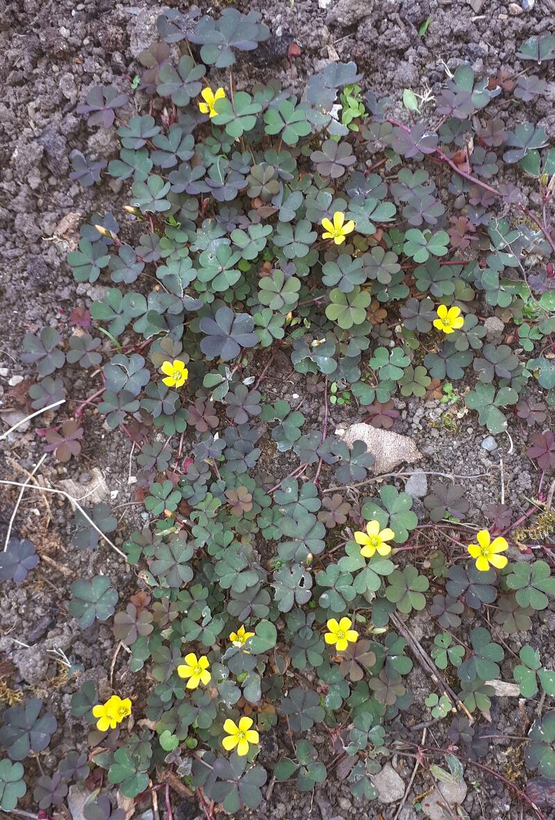 This is most likely purple-leaved yellow-sorrel. Photograph: Paul Brennan
