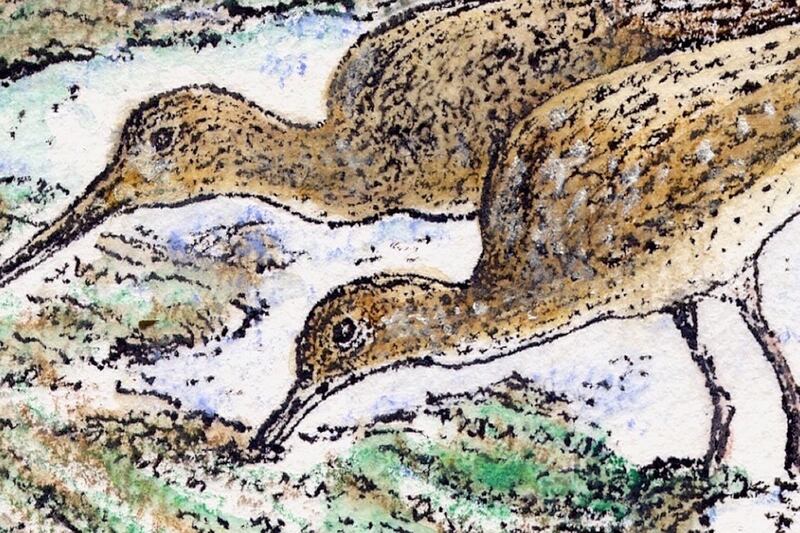 From Dublin Bay to a tapestry of light: nature books for Christmas