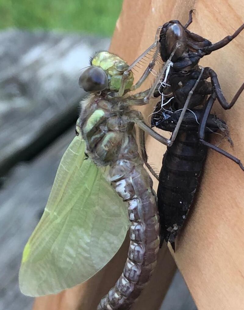 Amber-winged hawker dragonfly