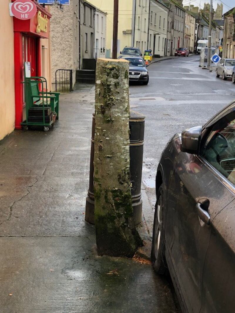 Nine mature trees in the streets of Fethard village have been removed. Photograph: Alan Moore