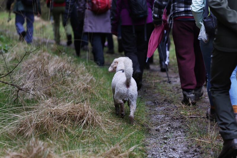 'Otis' one of a couple of dogs on the Pilgrim Path.