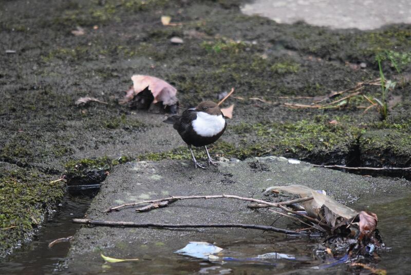Dipper
