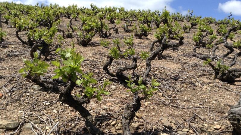 I love them; they are great all-purpose wines to go with red and white meats, including stews and cheese dishes.