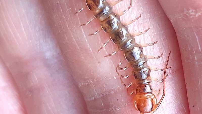 centipede
