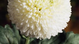 Chrysanthemum’s the word: a flower in need of nurture