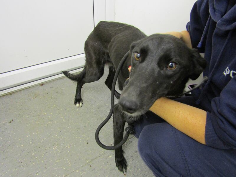 The dog has been named Emmy Lou by staff in the ISPCA. Photograph: ISPCA
