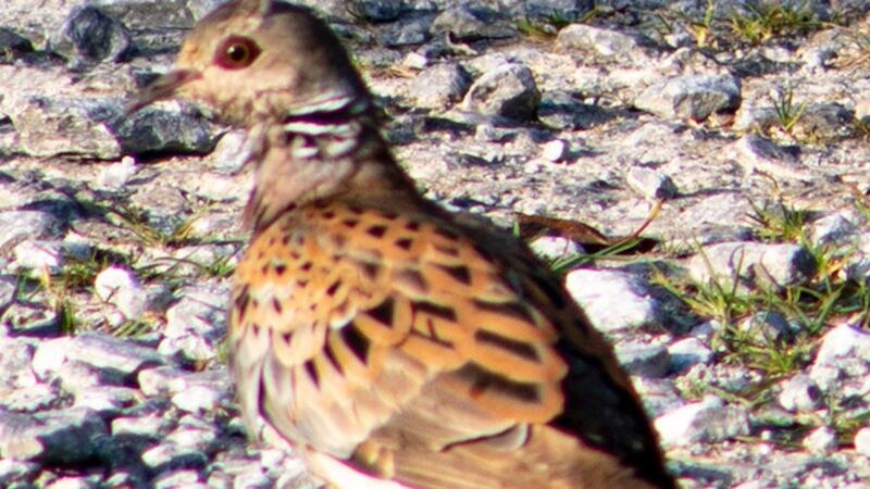 Turtle dove spotted in Allihies, Co Cork
