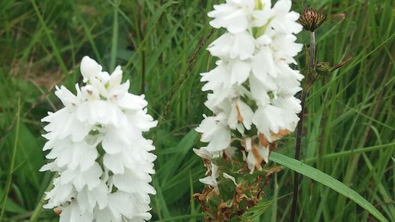 White O’Kelly’s spotted orchid