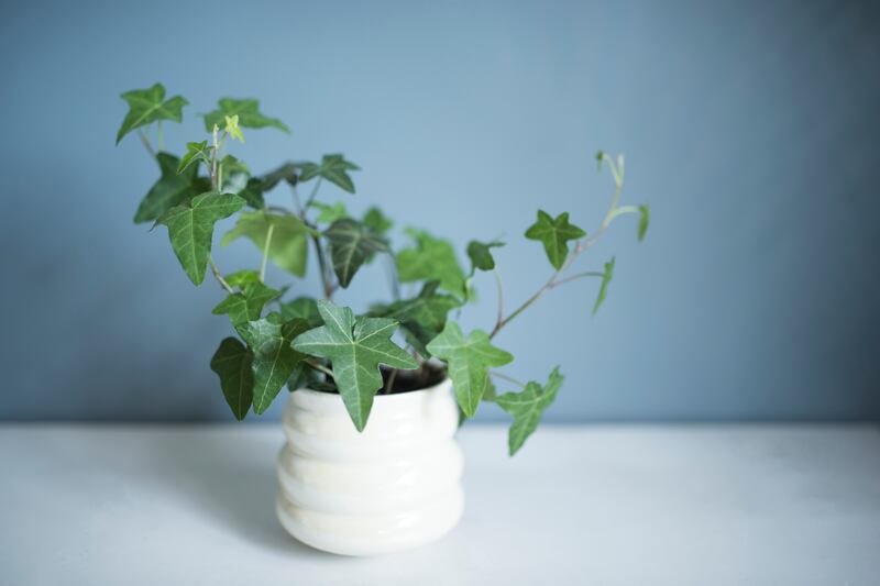 English ivy (Hedera helix)