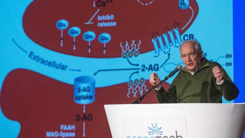 Raphael Mechoulam,  a world pioneer in cannabis research at the Hebrew University of Jerusalem. Photograph:  Jack Guez/AFP/Getty Images